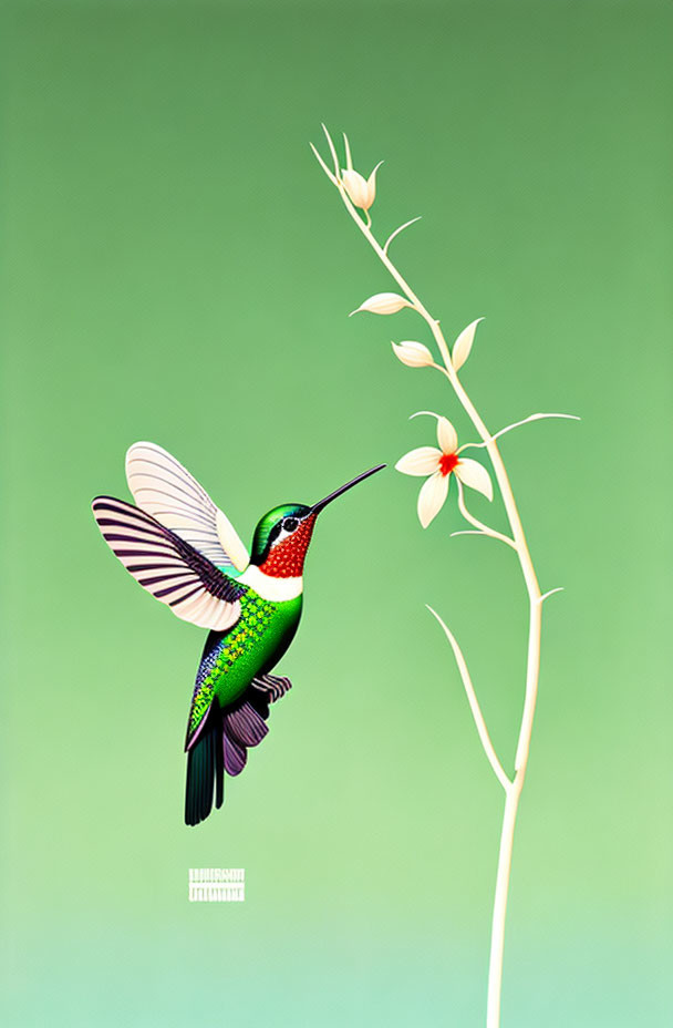 Colorful hummingbird feeding from white flower on green background