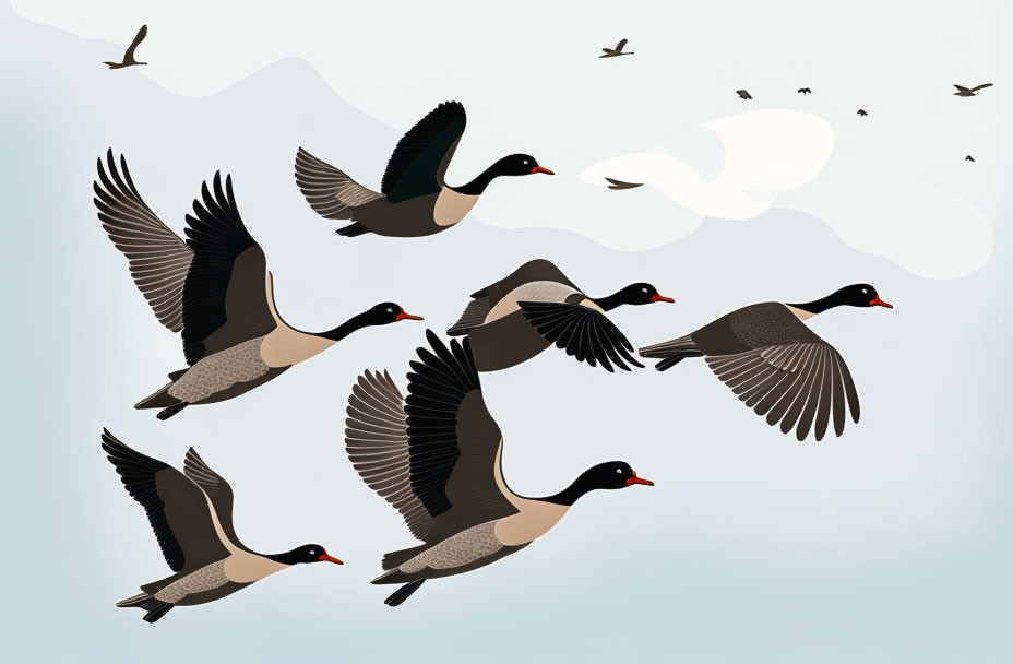 Canadian geese 