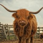 Brown shaggy bull with long horns in front of stylized mountains & other bulls