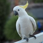 White Cockatoo with Grey Spots Perched in Green Foliage on Dark Background