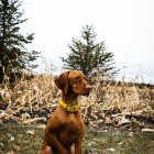 Seated brown and white dog surrounded by butterflies and wildflowers