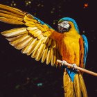 Colorful Macaw Perched on Branch Against Dark Leafy Background