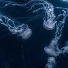 Blue jellyfish with intricate patterns in dark underwater scene