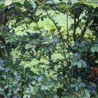 Detailed Illustration: Blue Eye Among Green Leaves with Vein Patterns