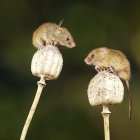 Illustrated mice on dandelion seed heads in green bokeh background