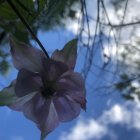 Colorful fantasy flower art with glowing centers on blue bokeh background