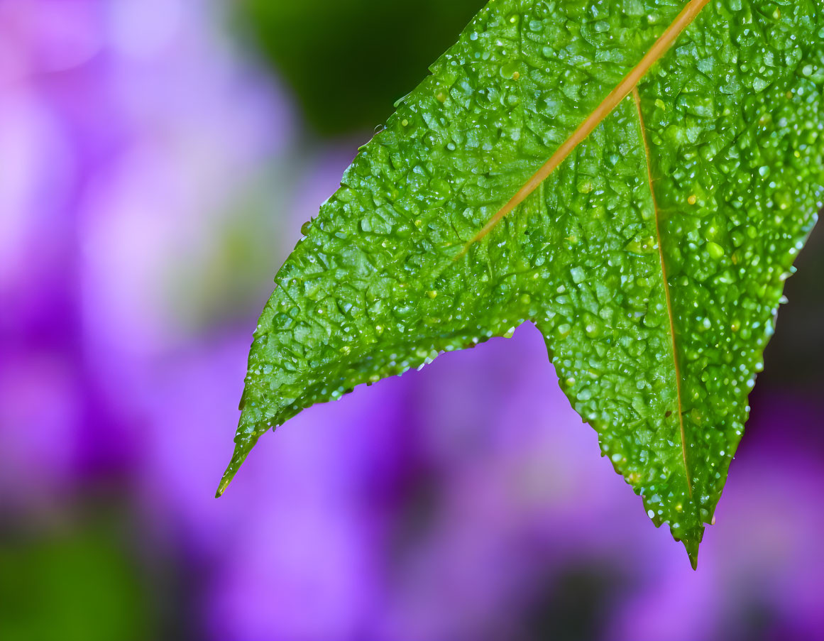 Detailed Close-Up of Vibrant Green Leaf with Dewdrops on Purple Flower Background