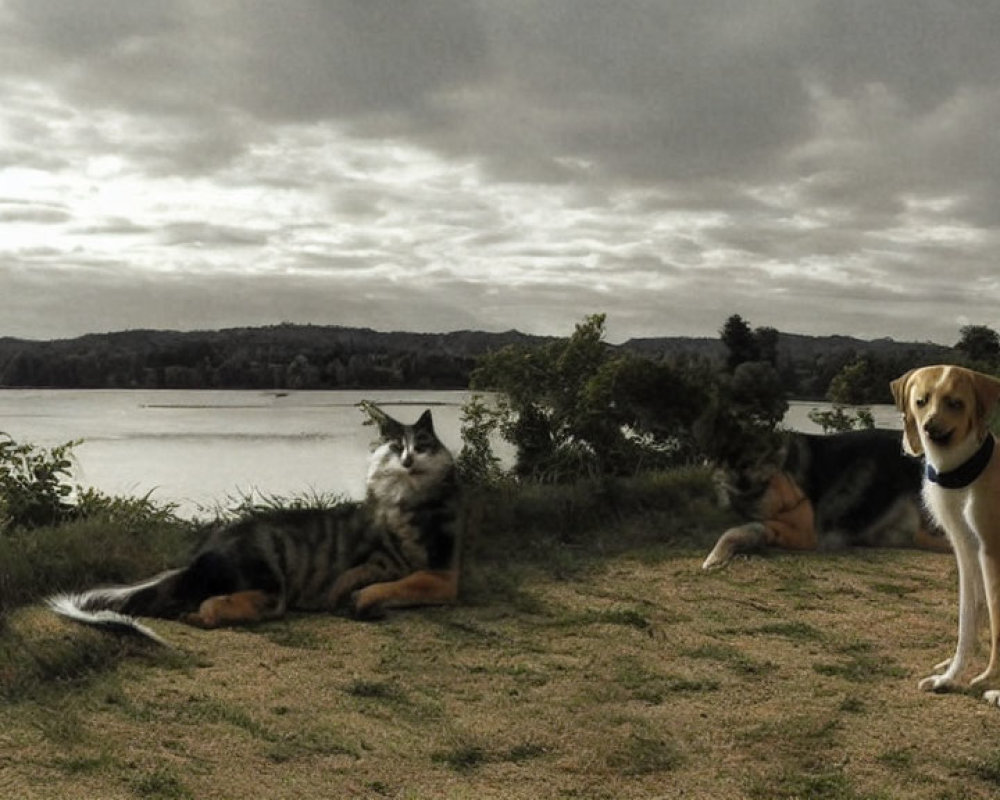 Pets relaxing by lakeside under overcast skies