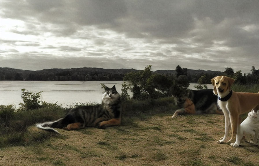 Pets relaxing by lakeside under overcast skies