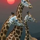 Three Giraffes with Leopard Print Patterns Against Sunset Sky