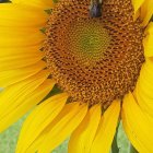 Colorful Sunflower Illustration on Blue Background