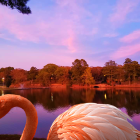 Flamingo digital artwork with pink sky, autumn trees, and lake