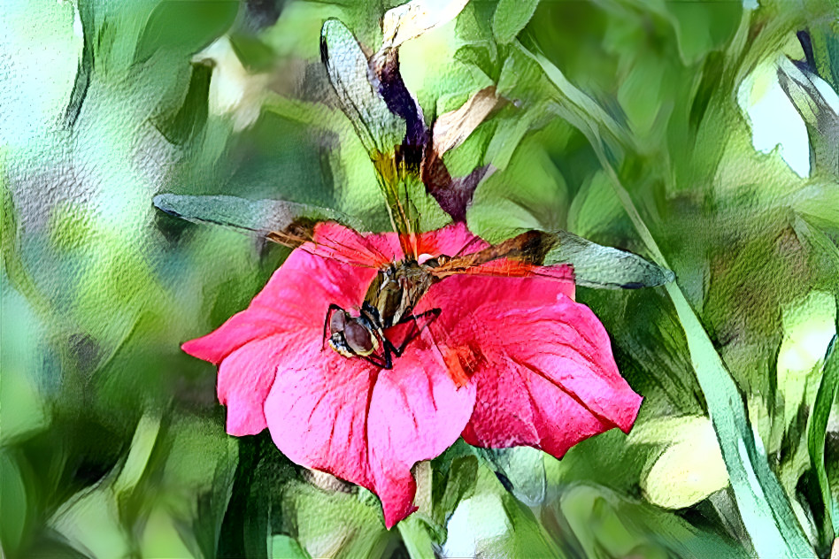 Dragonfly ( photo by Rheascope )