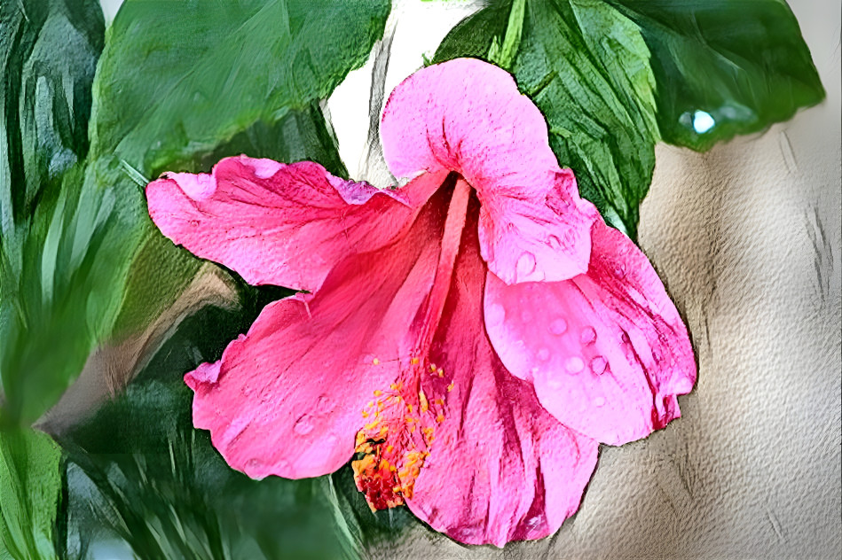 Hibiscus ( photo by Rheascope )