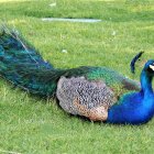 Colorful watercolor painting of a peacock in lush greenery.