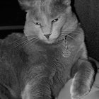 Majestic cat with golden wings and celestial jewelry on starry backdrop