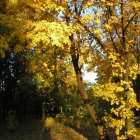 Autumn forest watercolor painting with sunbeams and tranquil stream