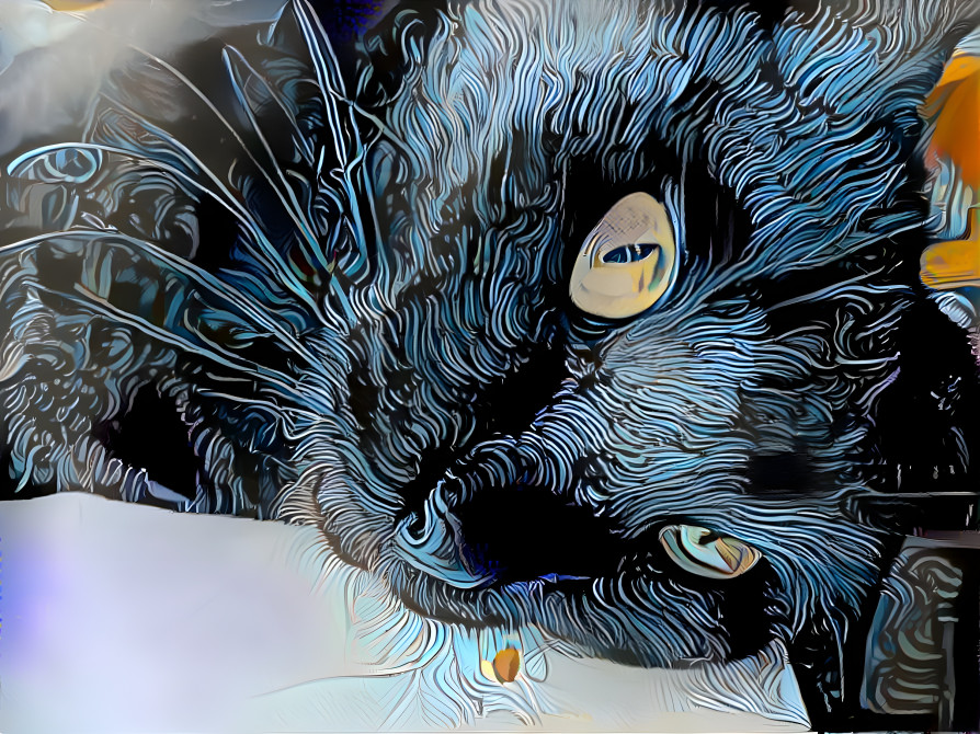 blue cat