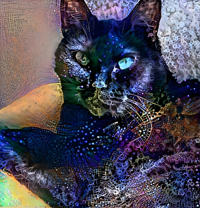 blue cat