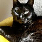 Vibrant multicolored cat with heterochromatic eyes on speckled backdrop