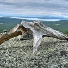 Detailed 3D illustration of futuristic armored bug on rocky outcrop