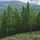 Three bears in a forest with tall pine trees and snow-capped mountains under a cloudy sky.