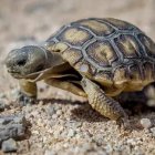 Metallic Turtle Sculpture on Sandy Surface with Miniature Metal Parts