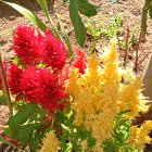 Impressionistic painting: Red and yellow flowers in vibrant garden scene