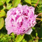 Vibrant pink peony flower in full bloom with lush green foliage