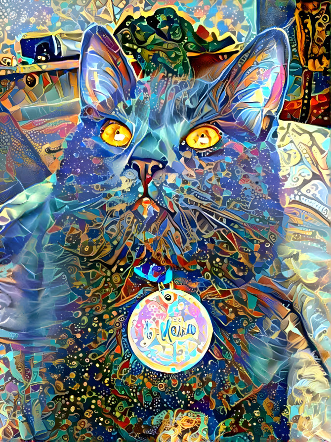 Kitty in the stars