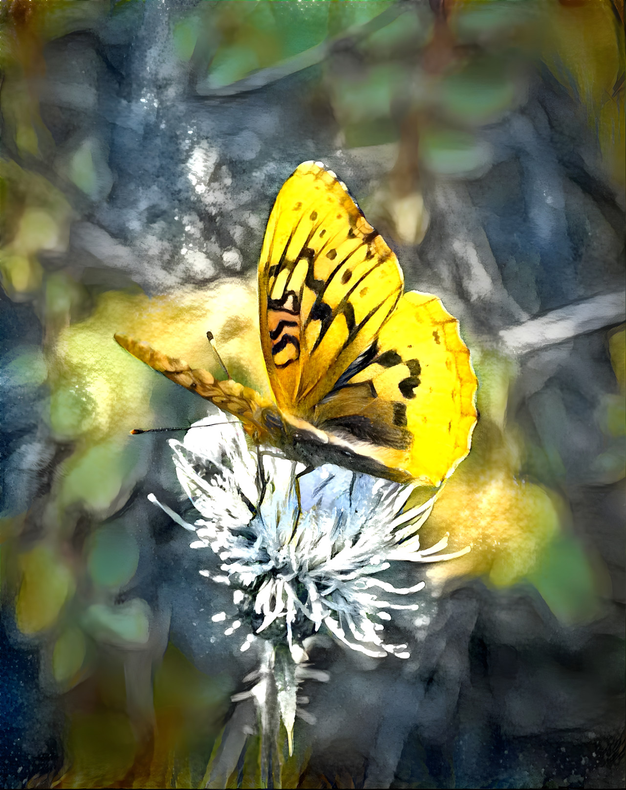 Butterfly