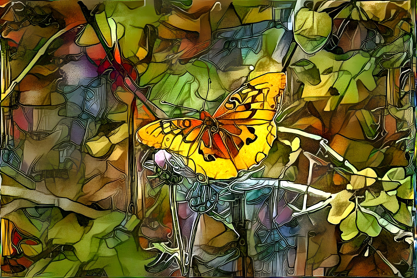 Butterfly 