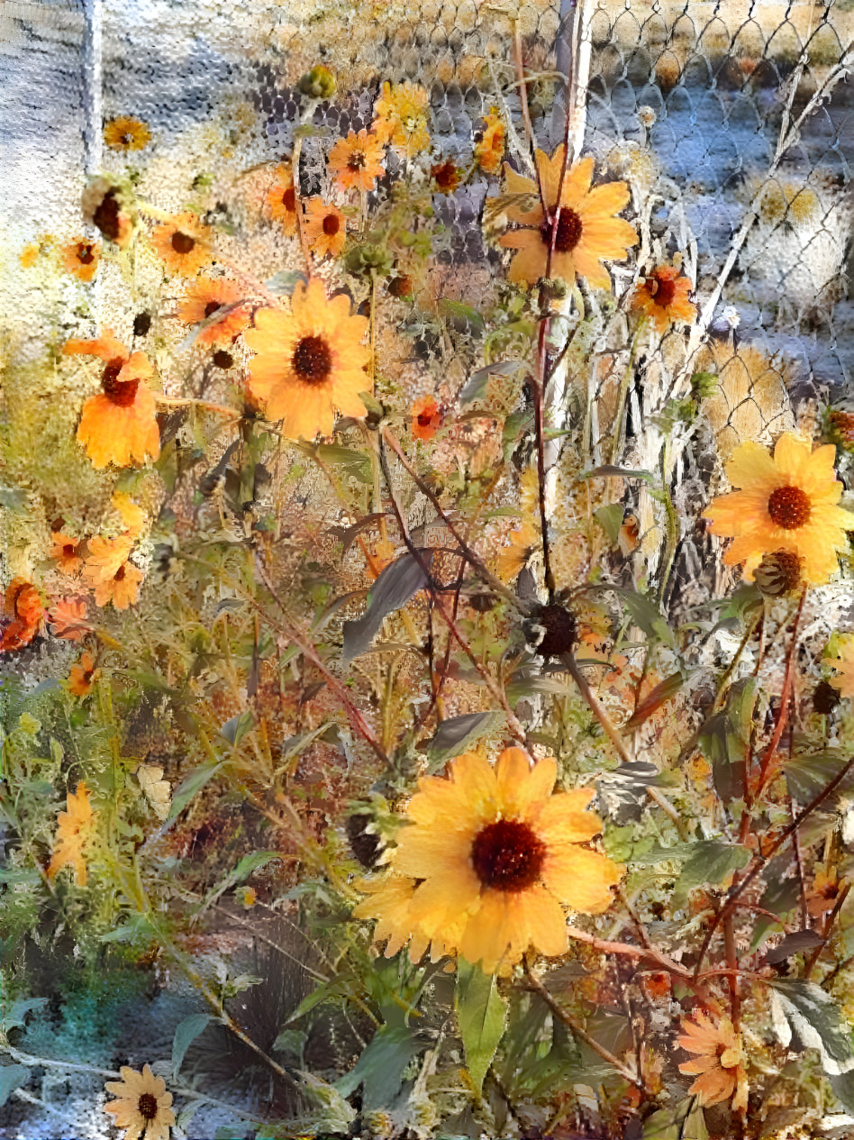 Sunflowers along the fence