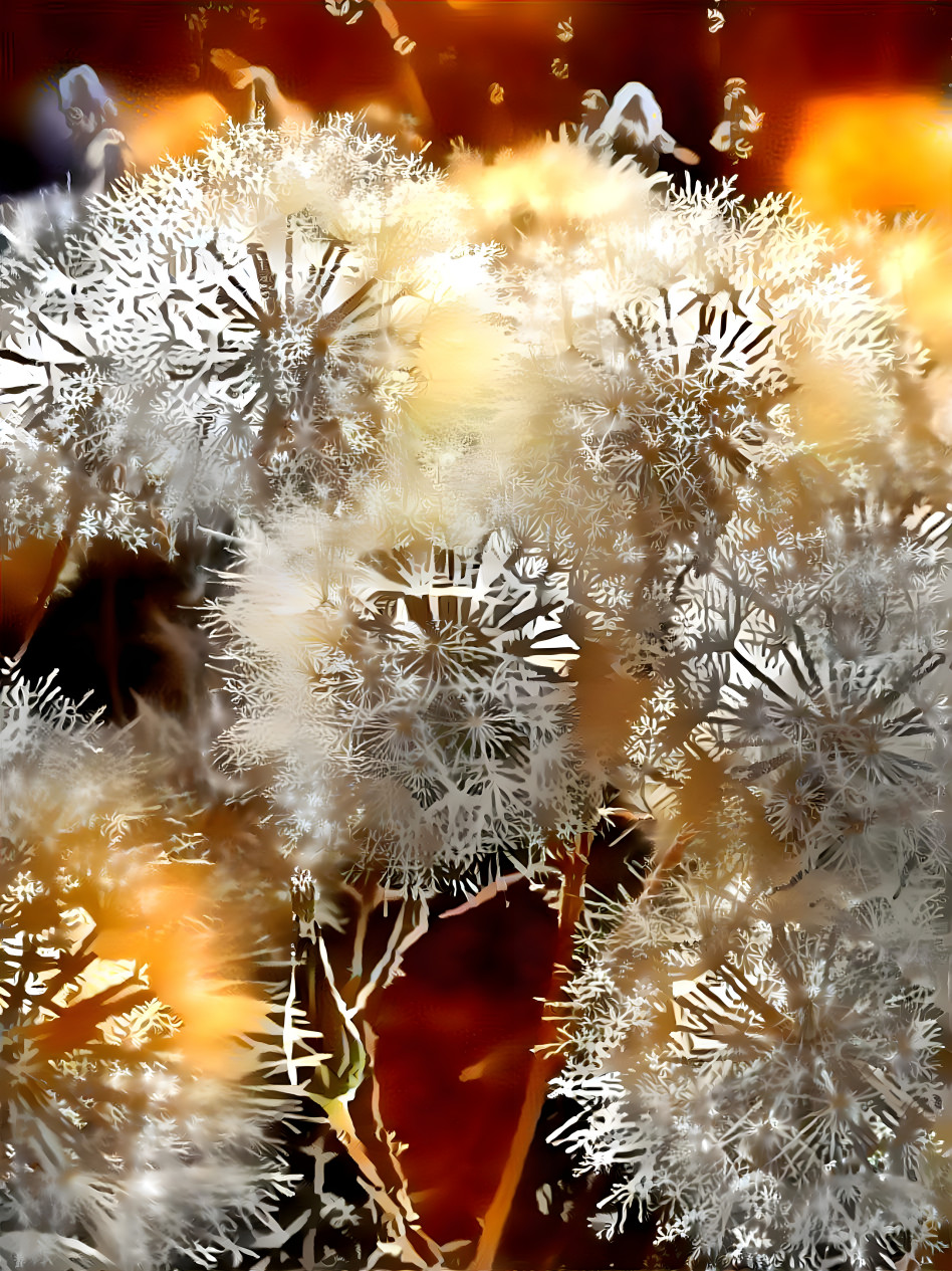 Dandelions