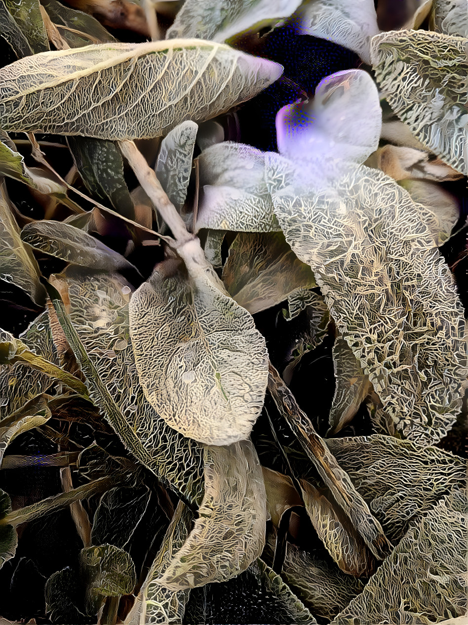 Frosty morning