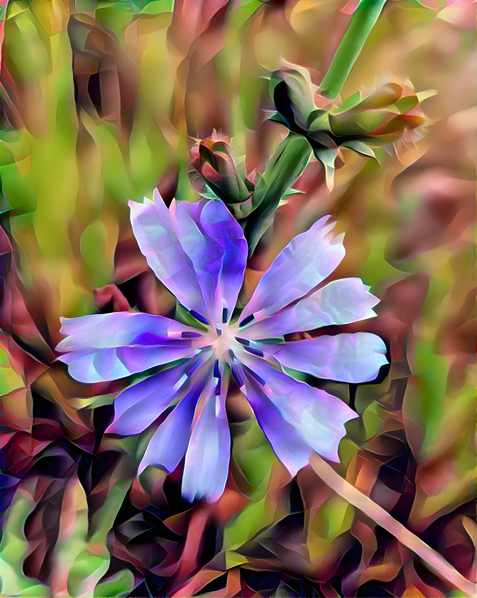 Cornflower 