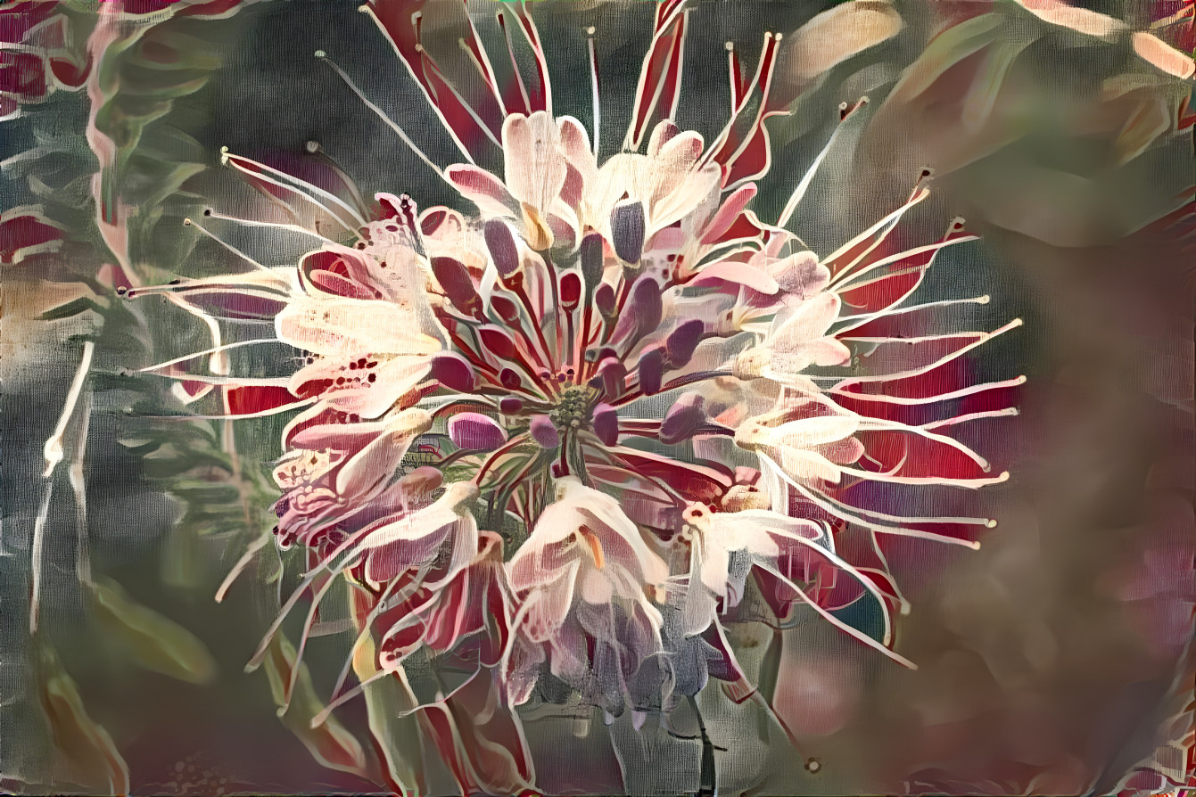 Bee balm