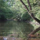 Tranquil forest scene with sunlight, stream, and greenery