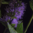 Purple Flowers and Green Leaves on Starry Night Sky Background