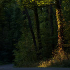 Tranquil Forest Path with Lantern Light and Autumn Leaves