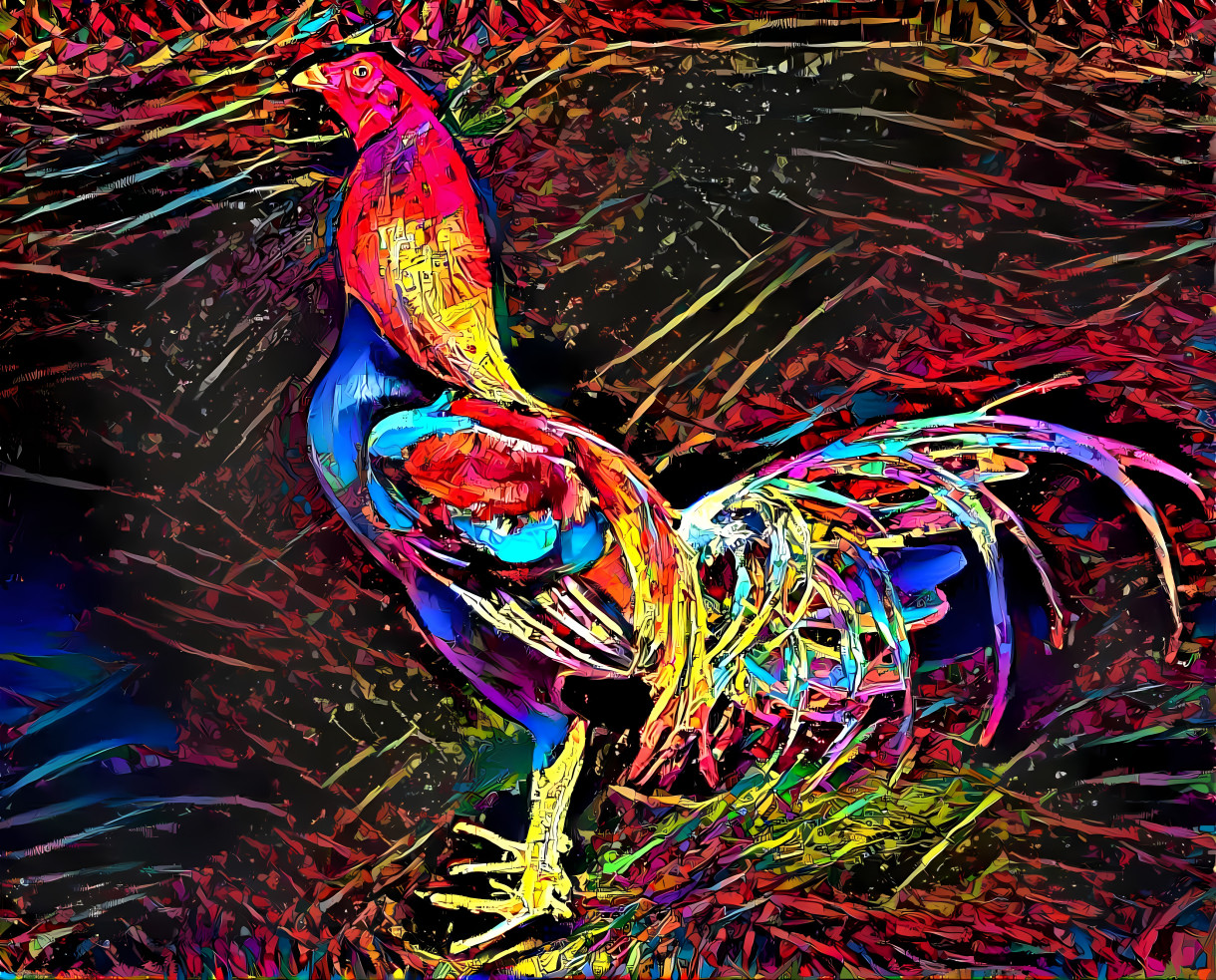 Peruvian rooster