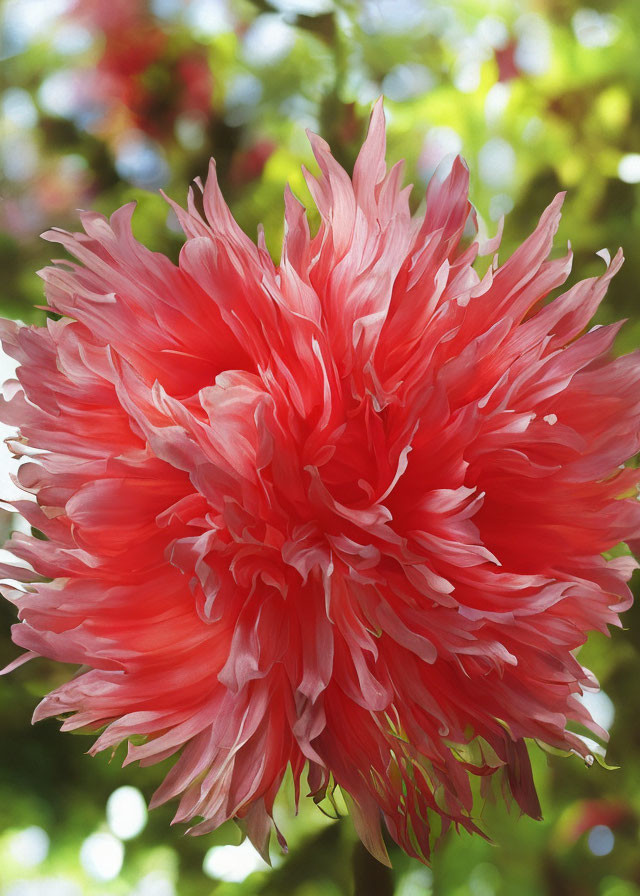 Vibrant Pink Dahlia Close-Up with Intricate Petals in Soft-Focus Floral Setting