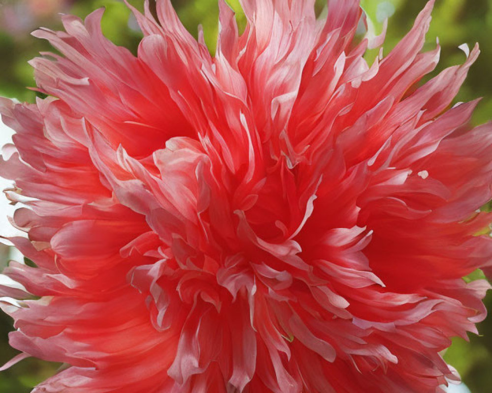 Vibrant Pink Dahlia Close-Up with Intricate Petals in Soft-Focus Floral Setting