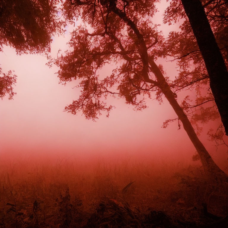 Misty crimson forest with silhouetted trees under reddish sky