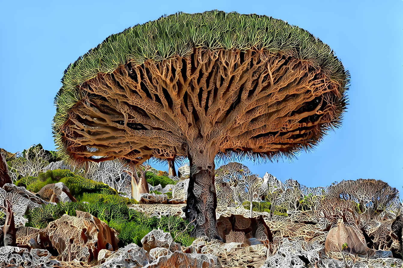 Dragon Blood Tree 