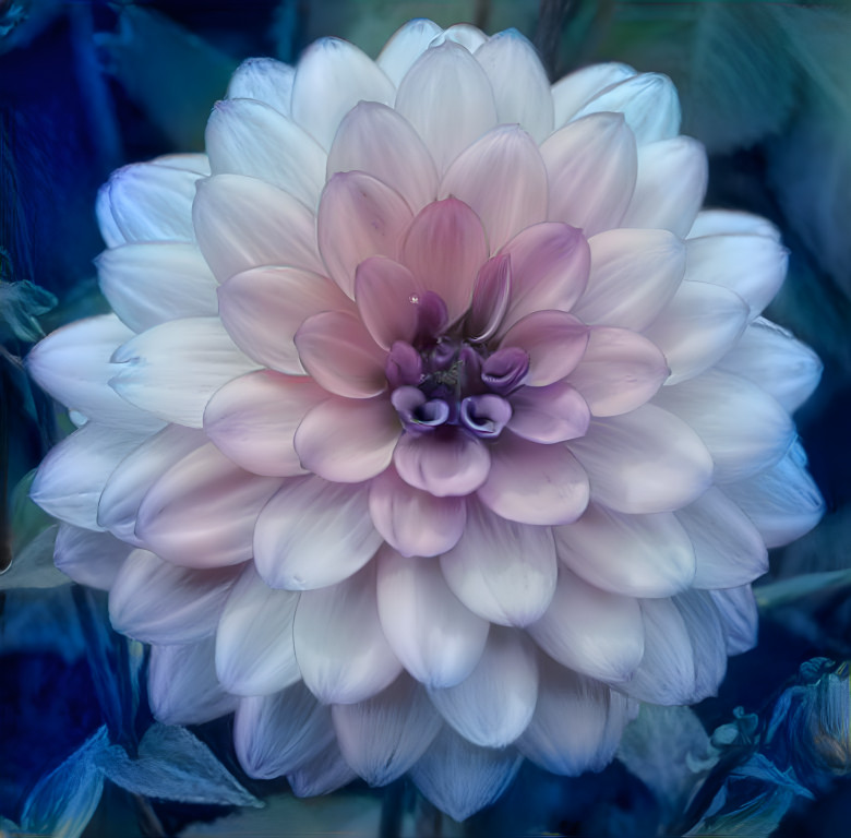 Dahlia