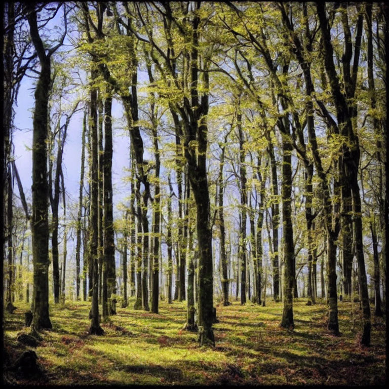 Dense Forest with Moss-Covered Trees and Fallen Leaves