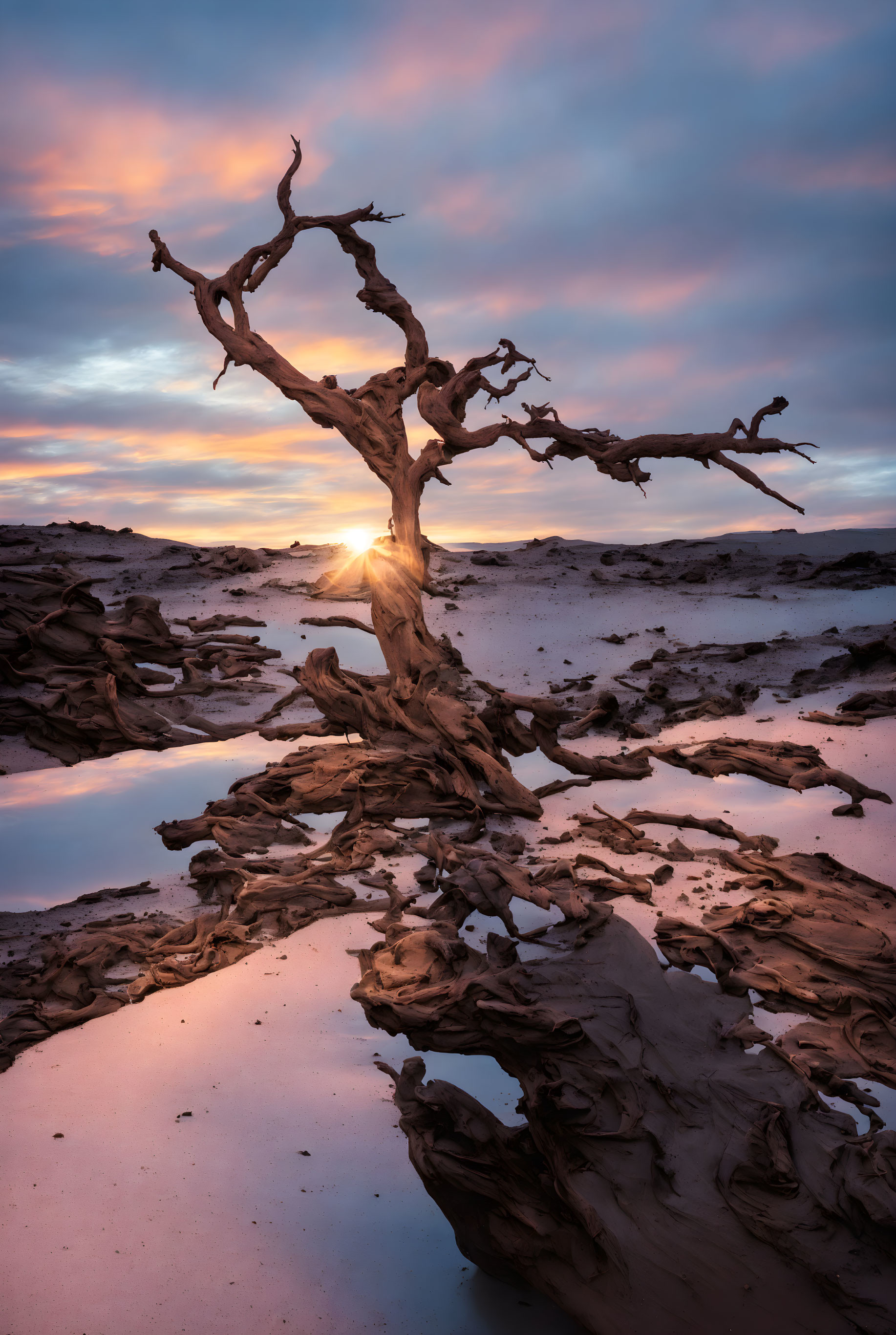 Gnarled tree silhouette against vibrant sunset sky and water reflections