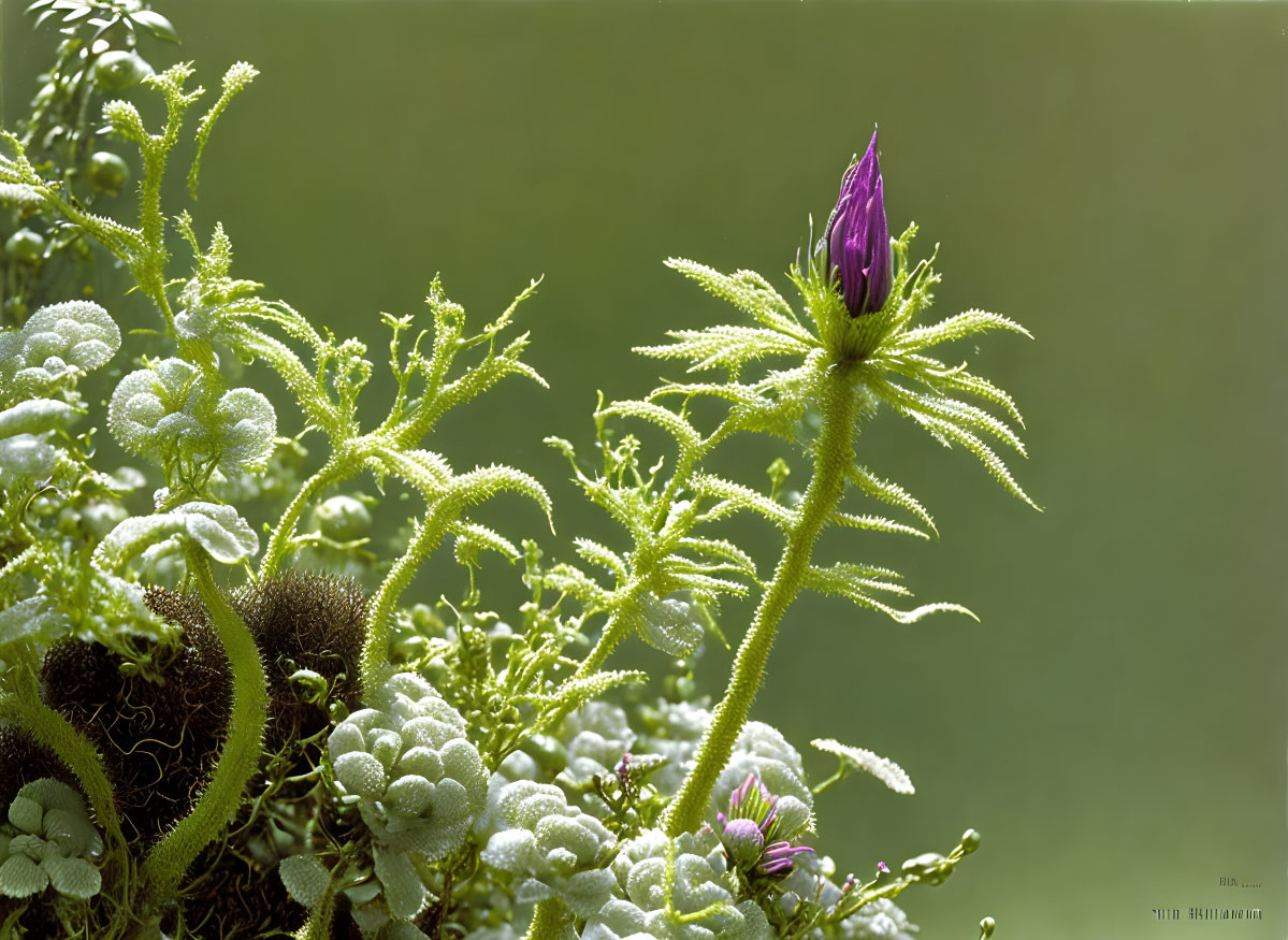 Dew-covered plant with purple bud and green leaves