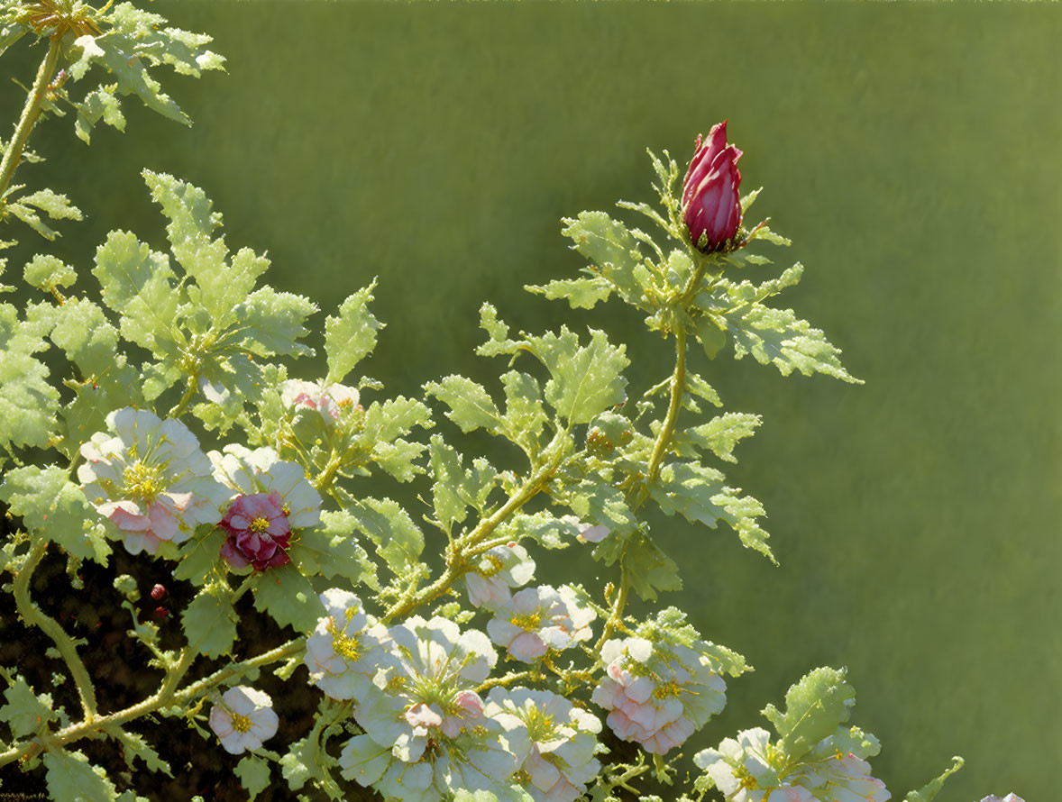 Blooming white flowers with pink bud on green background